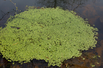 Duckweed Floating Pond Plant Background