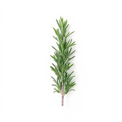 Fresh rosemary sprig on a white background
