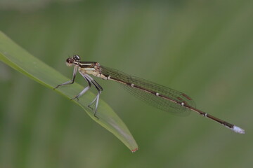 【モノサシトンボ】 © Tetsuya Mitai