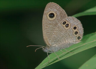 【ヒメウラナミジャノメ】