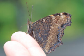 【ルリタテハ　手乗り】