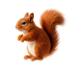 Obraz premium Playful orange squirrel in vibrant pose