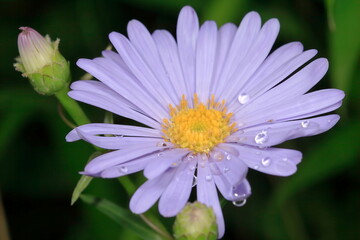 Fototapeta premium 【水滴をまとう花】