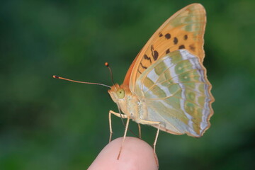 【ミドリヒョウモン　手乗り】