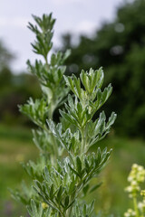 Unique aromatic silvery leaves of Artemisia absinthium shining in the sunlight in a serene natural...