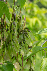 Winged seeds of acer negundo flourishing among lush green foliage in late spring