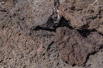 Vesicular texture. BASALT, ROCKS OF SAN FRANCISCO VOLCANIC FIELD. Bonito Lava Flow. Bonito Vista Trail, Sunset Crater Volcano National Monument, Flagstaff, Arizona. Urosaurus ornatus
 