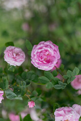 A lot of small pink roses on bush closeup in sunset garden. Pink roses bushes blooming