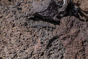 Vesicular texture. BASALT, ROCKS OF SAN FRANCISCO VOLCANIC FIELD. Bonito Lava Flow. Bonito Vista Trail, Sunset Crater Volcano National Monument, Flagstaff, Arizona
