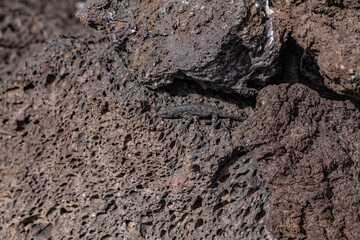 Vesicular texture. BASALT, ROCKS OF SAN FRANCISCO VOLCANIC FIELD. Bonito Lava Flow. Bonito Vista...