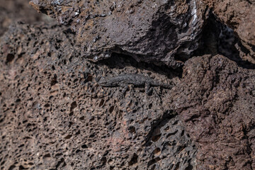 Vesicular texture. BASALT, ROCKS OF SAN FRANCISCO VOLCANIC FIELD. Bonito Lava Flow. Bonito Vista Trail, Sunset Crater Volcano National Monument, Flagstaff, Arizona
