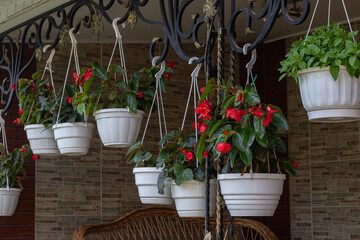 Decorative begonia plants in hanging pots enhance the charm of a cozy outdoor space with vibrant...