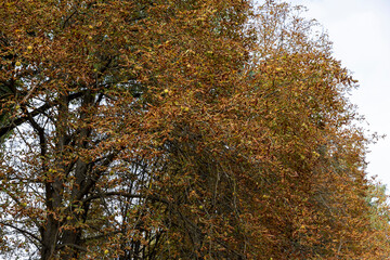 chestnut tree in the autumn season against the sky, autumn changes in the foliage of trees in the park