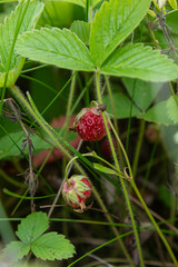 Green strawberry plants bearing small red fruits thrive in a lush meadow during summer showcasing their vibrant colors surrounded by greenery