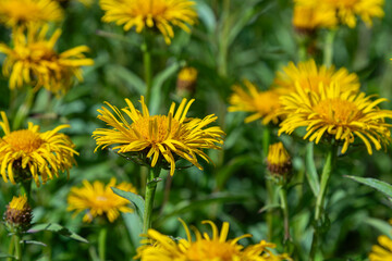 Vibrant yellow flowers of Inula salicina thrive in a sunlit garden during late spring showcasing...