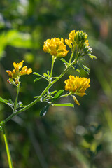 Black Medick and Hop Clover flowers bloom in springtime sunlight amidst lush green foliage in a meadow