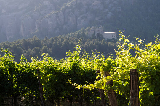 Green grapevines forming lines through dry earth in Terra Alta, Catalonia, Spain, near Horta de Sant Joan, emphasizing harmony between nature and cultivation.