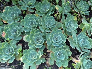 A collection of bluish-green Echeveria succulents forms a visually appealing pattern in a garden. Concept of Succulent gardening.