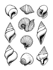 Minimilist illustration of various seashells with detailed line work in a monochrome drawing style on white background vector