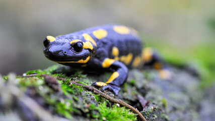 Speckled salamander walking forward on the ground covered with moss in the edge of forest....