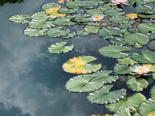 A high-angle highlights lily pads and water lilies with sky reflection in the dark water. Concept...