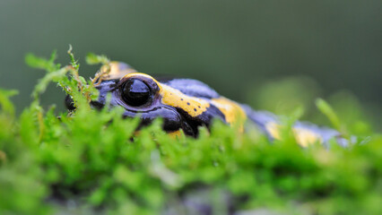 Speckled Salamander hidden iamong moss at the edge of a forest. Salamandra salamandra, Touraine, Indre et Loire 37, région Centre Val de Loire, France, European Union, Europe