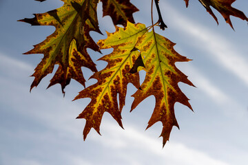 oak tree growing in the autumn , blue sky, long oak branches with yellowing foliage in sunny...