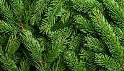 Obraz premium Close-up of vibrant green pine branches