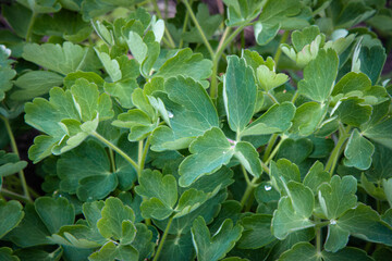 Green leaves background. Common columbine leaves. Aquilegia vulgaris bush.