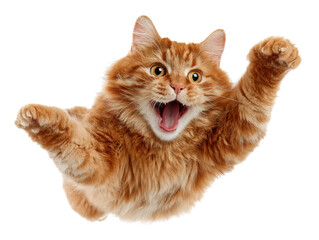 Excited cat jumping with joy indoor animal photography close-up. Isolated on transparent background, png.