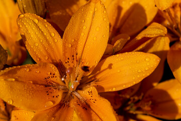 lily flowers with water droplets in spring, wet lily in sunny weather , closeup, top view