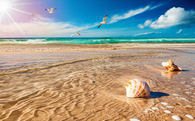 Beautiful beach with seashells and seagulls stock photo free download