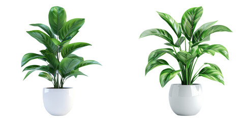 Classic green indoor plants in white ceramic pots isolated on transparent PNG image perfect for eco-friendly decor or houseplant illustrations