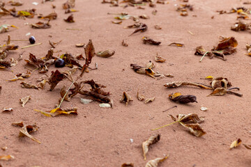 tree leaves on the road in the park , a path sprinkled with red sand with leaves from chestnuts