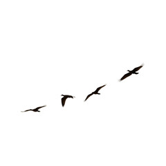 Obraz premium Flock of birds flying in formation isolated on a transparent background