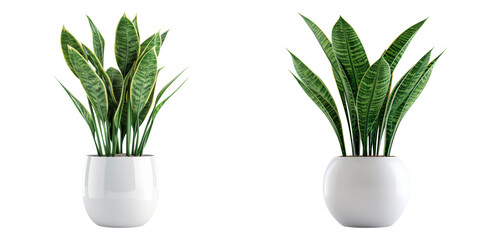 Tropical green indoor plants in ceramic pots isolated on transparent PNG image perfect for clean interior decor or plant illustrations
