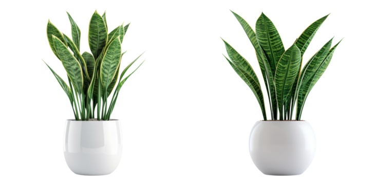 Tropical green indoor plants in ceramic pots isolated on transparent PNG image perfect for clean interior decor or plant illustrations