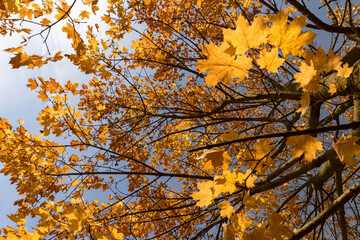 Maple foliage in the autumn against the sky , maple foliage during the fall of leaves in Indian summer