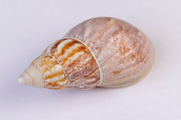 one empty shell of marine mollusks stacked in one pile, dumped together empty washed shells of snails and other mollusks