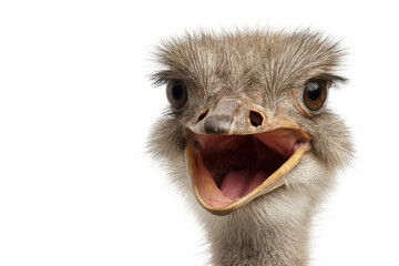 Excited ostrich a joyful expression in studio portrait. Isolated on transparent background, png.