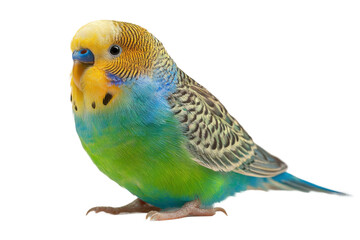 Colorful budgerigar bird portrait in studio setting close-up view. Isolated on transparent background, png.
