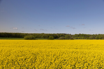 Fototapeta premium a field with rapeseed flowers, rapeseed flowers in the summer during the flowering season, blue sky and the forest
