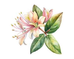 watercolor Honeysuckle Branch vector illustration isolated on white background