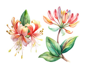 watercolor Honeysuckle Branch vector illustration isolated on white background