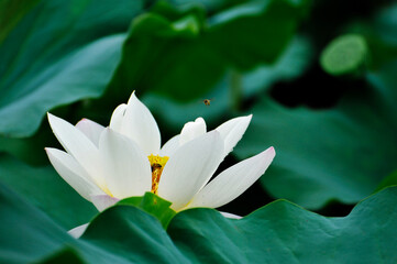 white lotus flower