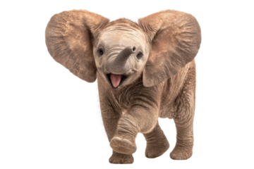 Playful baby elephant running in nature joyful wildlife adventure. Isolated on transparent background, png.