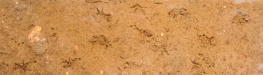 Speckled salamander footprints in a puddle on a forest path. Salamandra salamandra, Touraine, Indre...