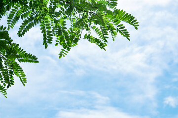 green leaves against blue sky