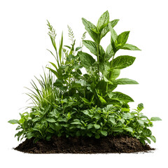 Naklejka premium A verdant arrangement of various plant species including grasses herbs and leafy vegetation thriving in a natural outdoor setting