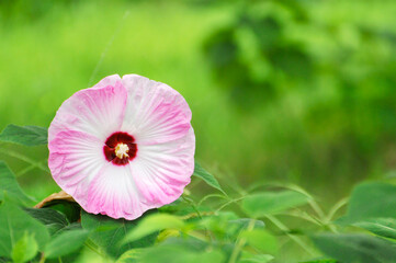 pink cosmos flower
